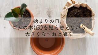 始まりの日。ゴムの木(仮)を植え替えながら大きくな～れと囁く