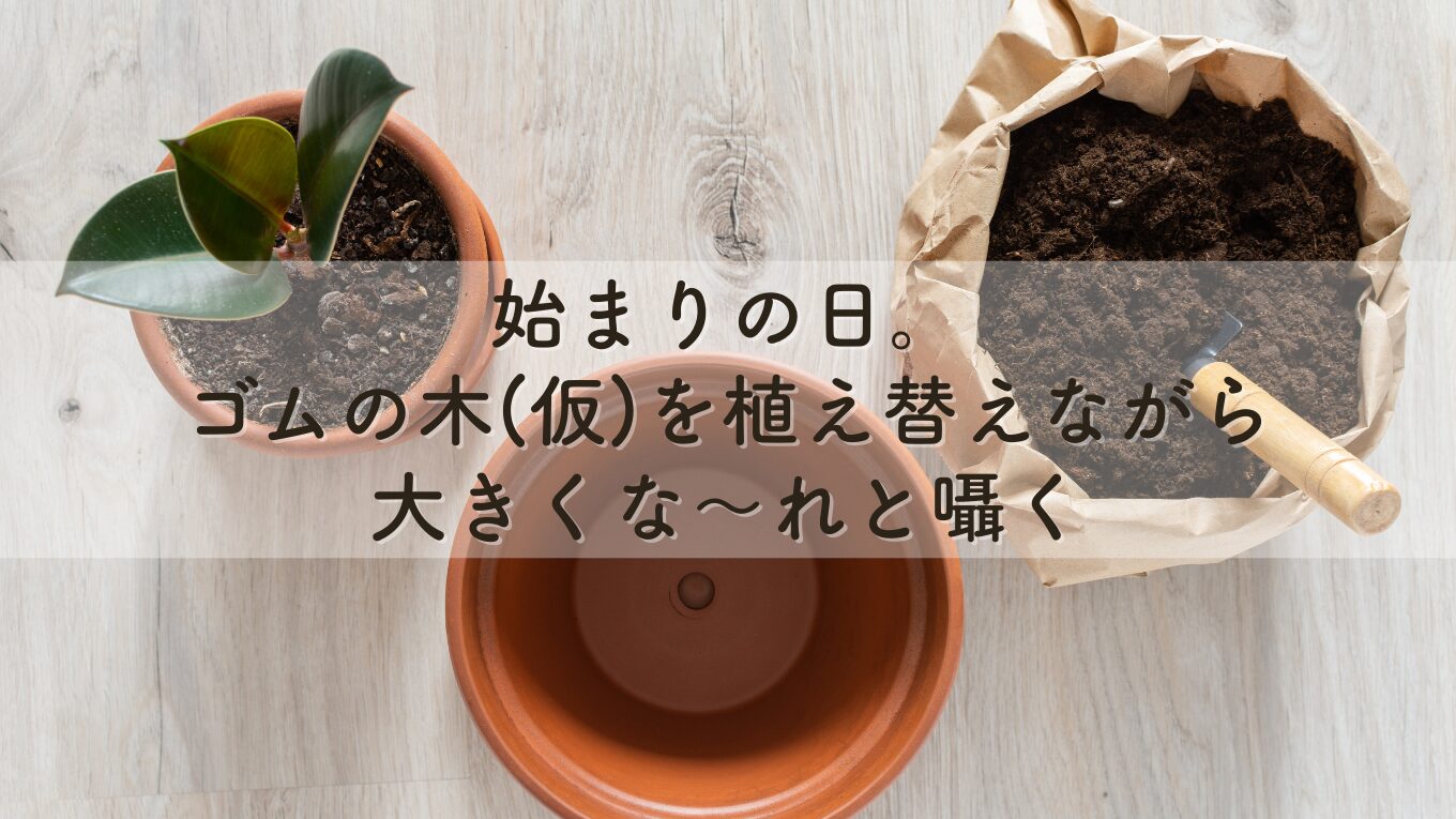 始まりの日。ゴムの木(仮)を植え替えながら大きくな～れと囁く