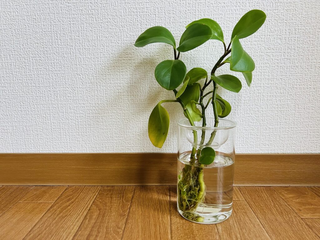 ゴムの木(仮)水耕栽培