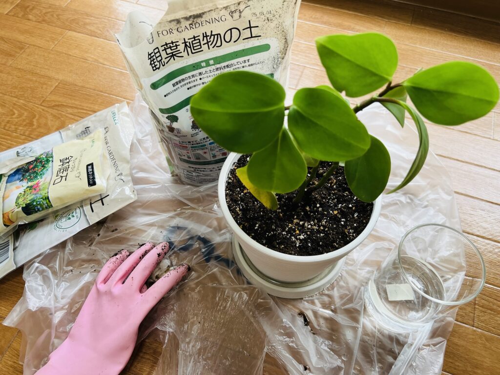 土に植え替えたゴムの木(仮)ちゃん