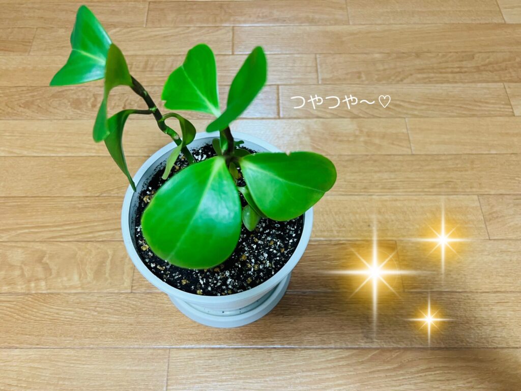 つやつやなゴムの木(仮)ちゃん
