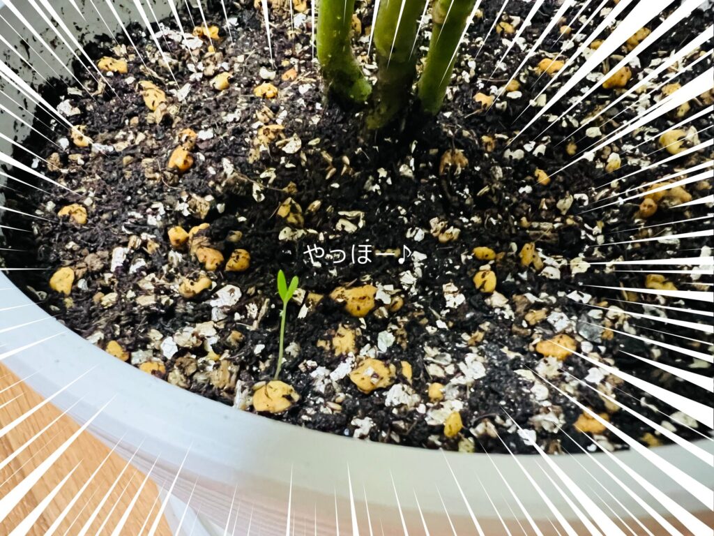 突然の芽吹いた双葉